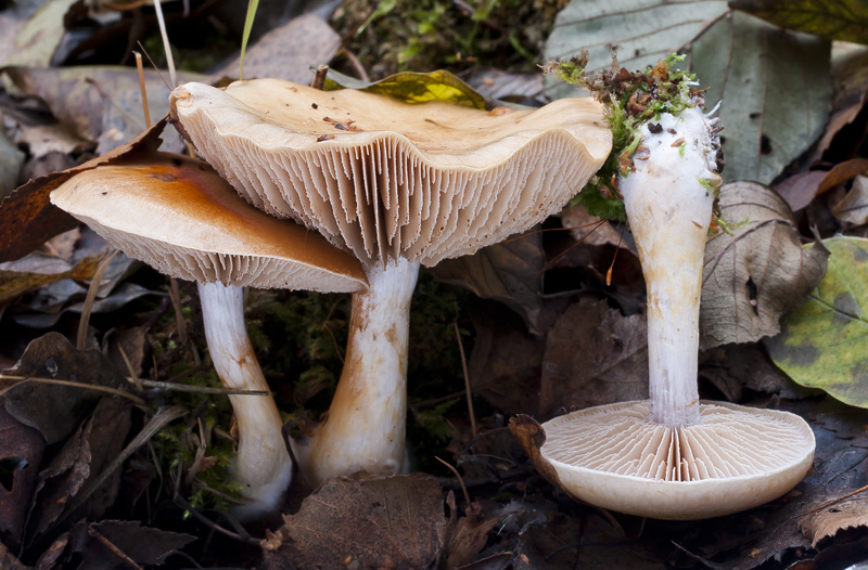 Cortinarius delibutus